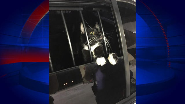 Cat mistaken for burglar, gets 'detained' by police