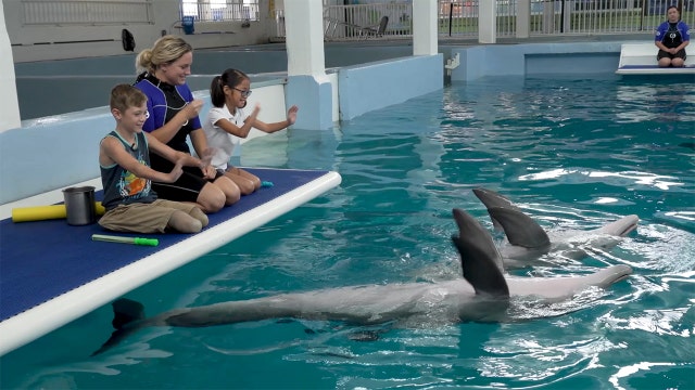 Clearwater Aquarium's Winter and Hope celebrate birthdays with special guests
