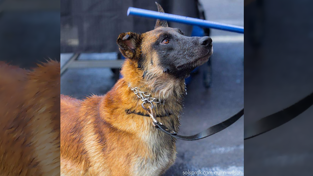 Rest in peace: Cocoa Police K9 Cairo passed away on Wednesday