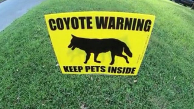 Coyote believed to have killed cat in Orange County