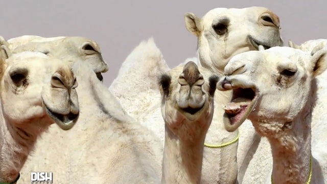 Camels disqualified from beauty contest for botox