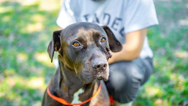 Dog struck by bullet recovering, expected to be up for adoption soon