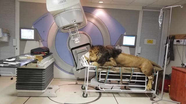 Incredible pictures show lion undergoing cancer treatment at South African hospital