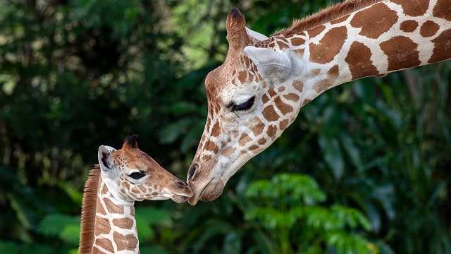 Zoo Miami shows off baby giraffe to the world