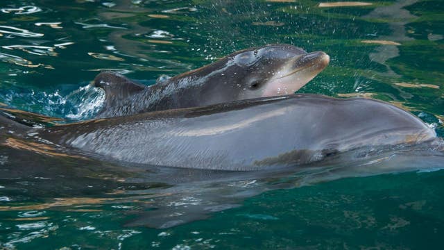 Discovery Cove celebrates its 30th dolphin born at the park