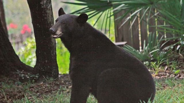 Woman attacked by bear in Central Florida neighborhood