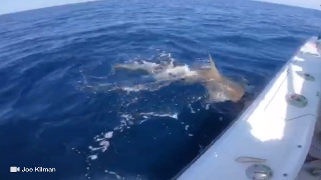 Father, son reel in fish and hammerhead shark