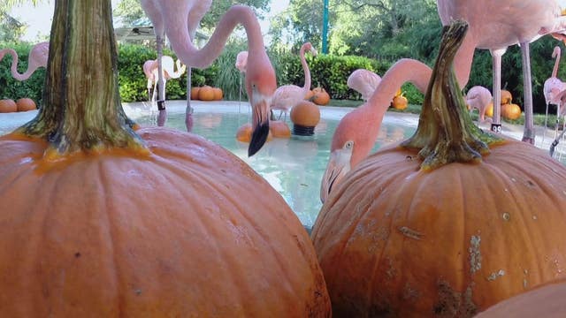 SeaWorld Flamingos celebrate first day of Fall at pumpkin patch