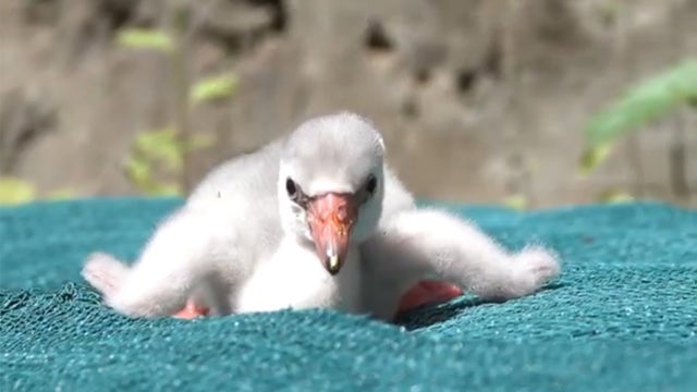 Five flamingo chicks take first their steps at Oregon Zoo in adorable video