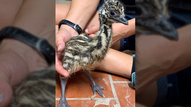 Gatorland welcomes in their first ever baby emu