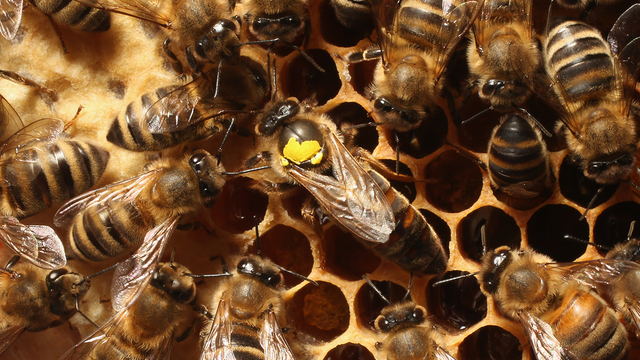 Bees have been declared the most important living things on earth