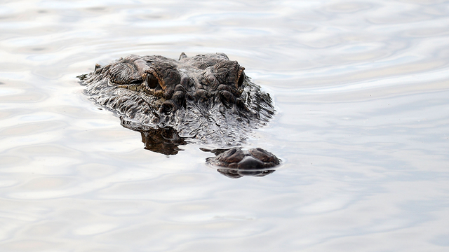 Alligator bites Florida college student in Everglades
