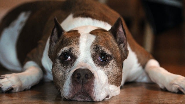 Pit bull 'faints' while getting nails clipped, instantly goes viral