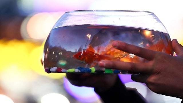 Restaurant provides solo diner with goldfish companion: 'So nice and thoughtful'