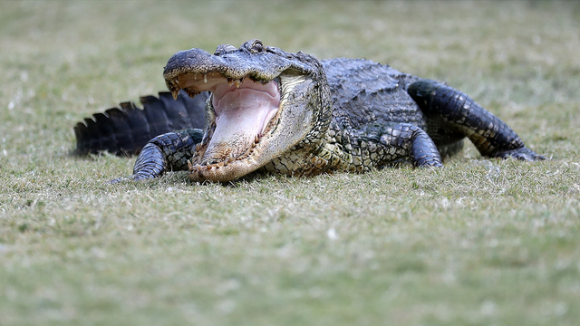 Florida authorities warn of road rage among mating gators