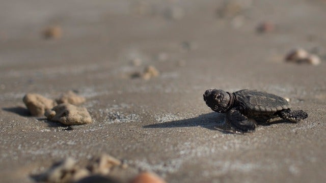 Turtle nesting season off to strong start on Florida beaches