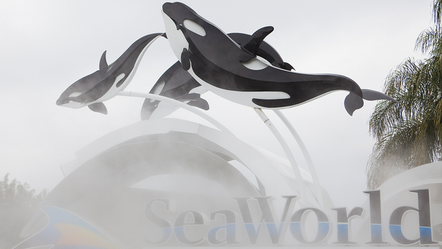 SeaWorld CEO resigns after just months on the job