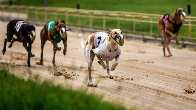 Coronavirus pandemic shuts the door permanently at Florida dog track