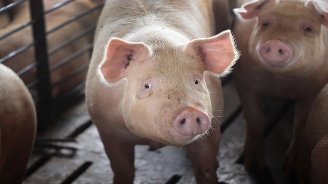 A solution for food waste in schools: Give it to the pigs