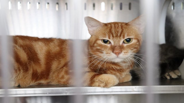 88 cats rescued from box truck need new homes