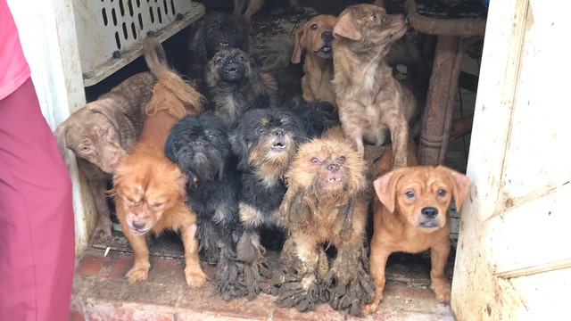Over 100 dogs, cats rescued from deplorable conditions in South Florida home
