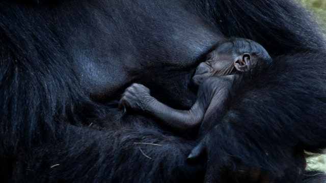 Baby endangered gorilla born at Zoo Atlanta