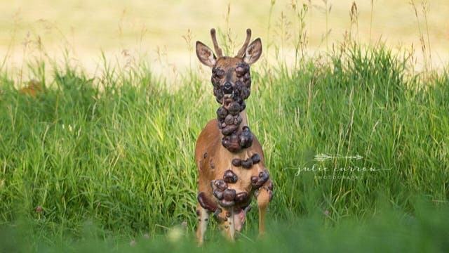 Deer covered in tumors caught on camera