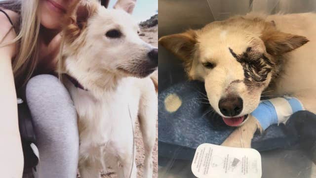 Dog bit by rattlesnake while hiking in the Superstition Mountains; needs eye removed
