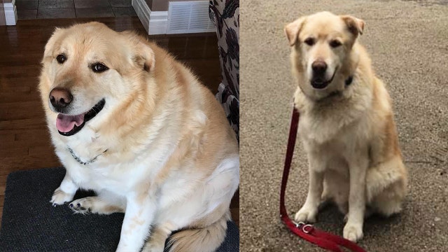 Golden retriever that weighed 173 pounds looks like a new dog after shedding 100 pounds in a year