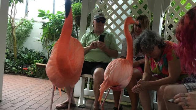 Visitors can meet flamingos at Key West conservatory