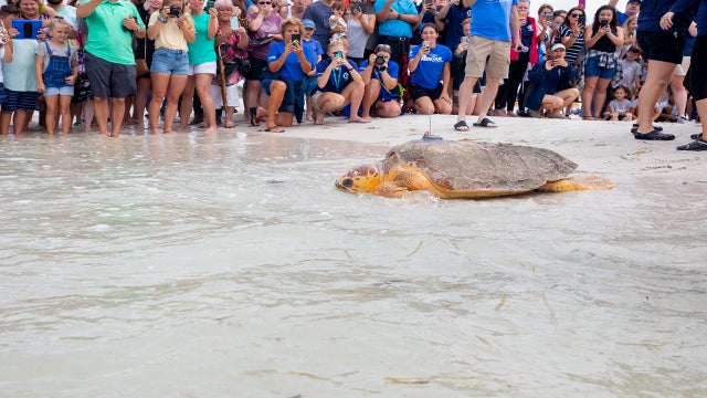 225-pound sea turtle returned to the sea in Clearwater Beach