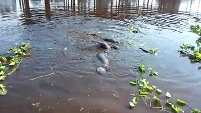 Cluster of manatees spotted in Sanford