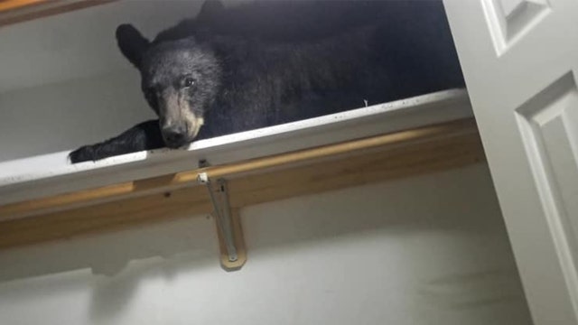 Bear found sleeping inside a closet in a house in Montana