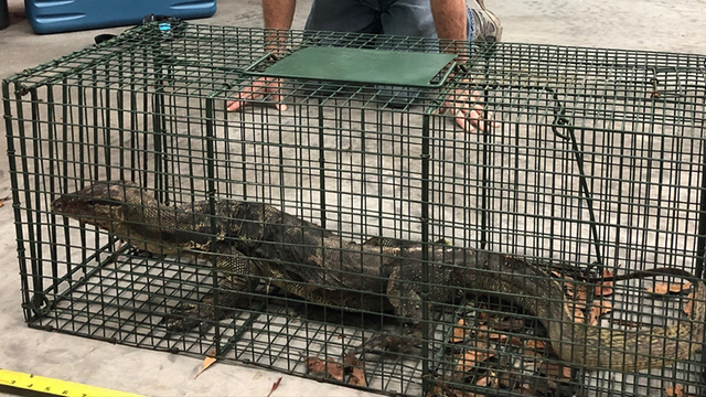 Florida wildlife officials catch large lizard that had been on the loose for a year