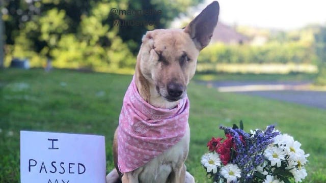Abused stray finds new life as a 'Wunderdog'