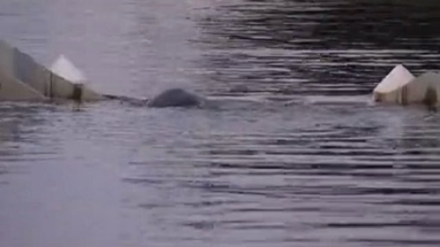 Mother, baby manatee trapped in spillway