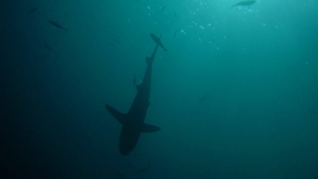 Florida lawmaker takes aim at shark fin sales