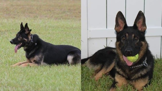 Orange County Sheriff's K9 Falco passes away