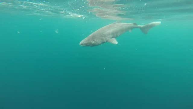 Unprovoked shark attacks drop worldwide, but not in the US