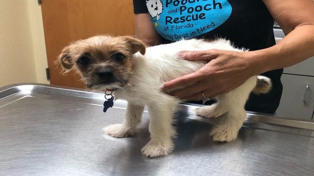 Puppy who survived heat exhaustion is almost ready for adoption