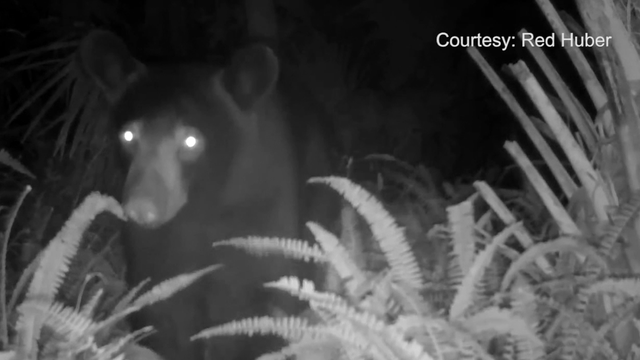 Neighbors try to save bear accused of attacking Florida woman
