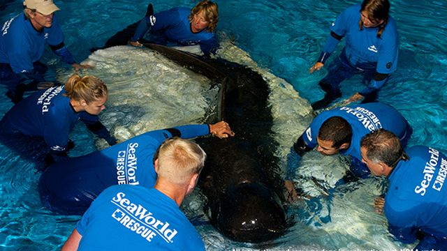 SeaWorld Orlando celebrates 36,000 animal rescues with special offers this weekend