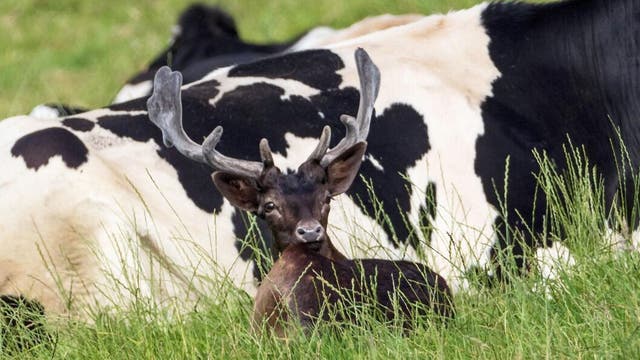 Hilarious pics show deer sitting alongside cows, convinced it's one of them