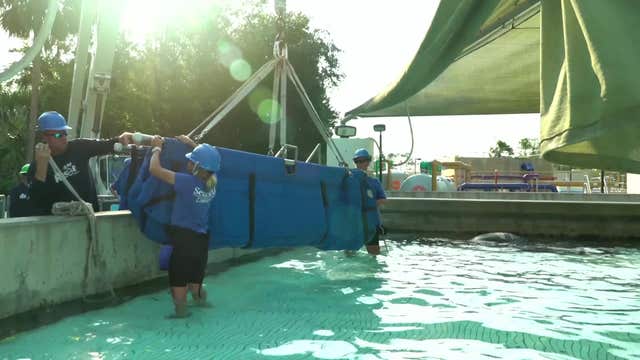 SeaWorld rescues mother-and-calf manatee pair