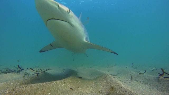 Woman twice bitten by shark while boogie boarding at New Smyrna Beach, officials say