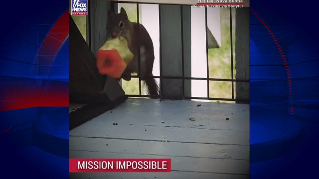 Squirrel tries desperately to get apple core through fence