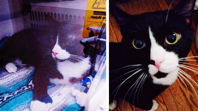 Minnesota cat recovering after sneaking into washing machine, survives wash cycle