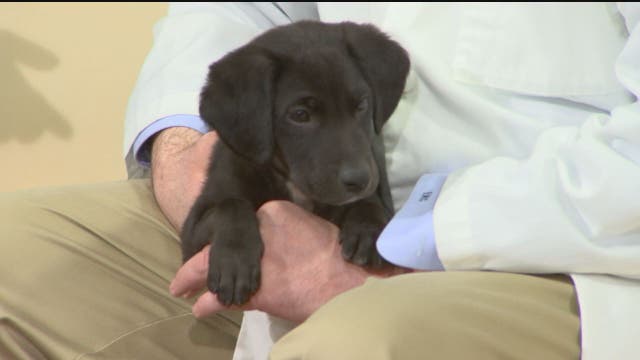 Pets boosting morale during coronavirus pandemic, study says