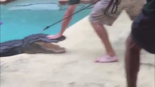 9-foot alligator pulled from Temple Terrace pool