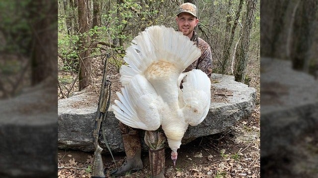Tennessee hunter bags 'turkey of a lifetime' with white feathers, agency says